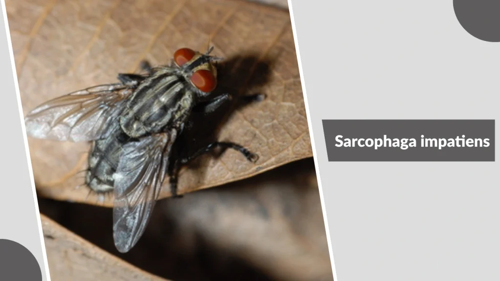 Sarcophaga impatiens