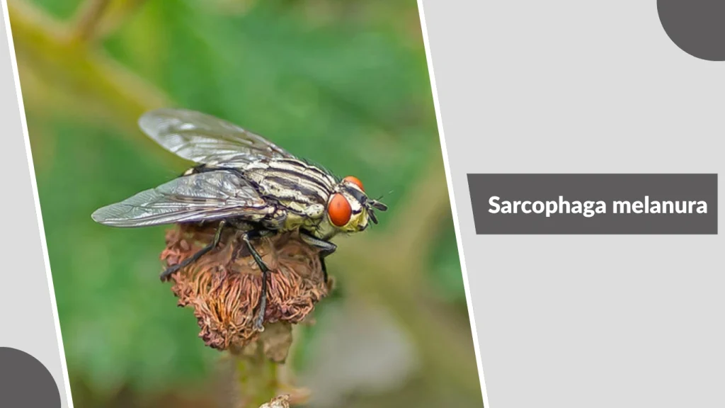 Sarcophaga melanura