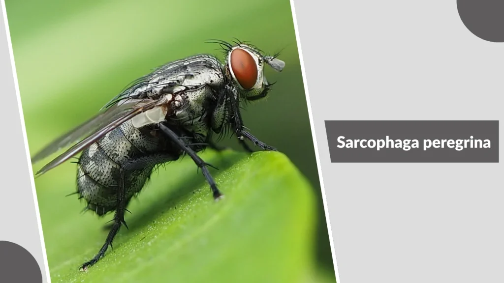 Sarcophaga peregrina