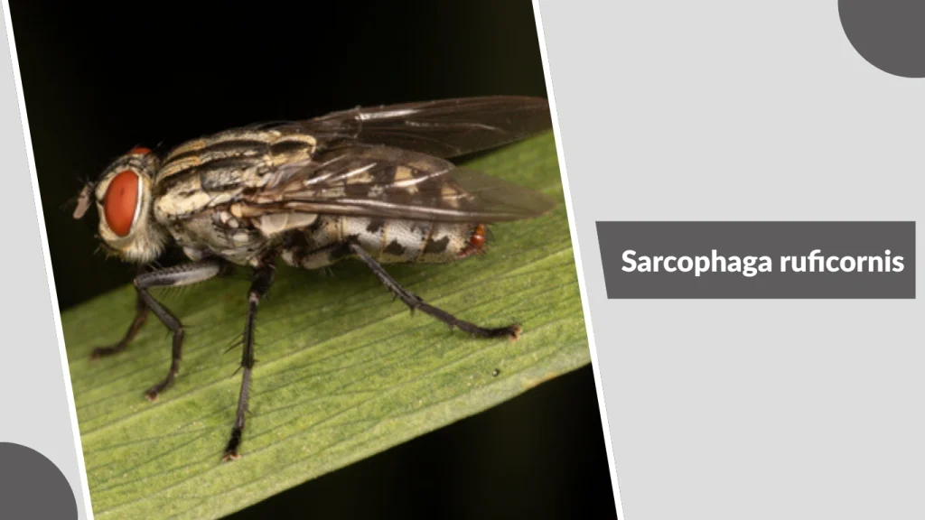 Sarcophaga ruficornis