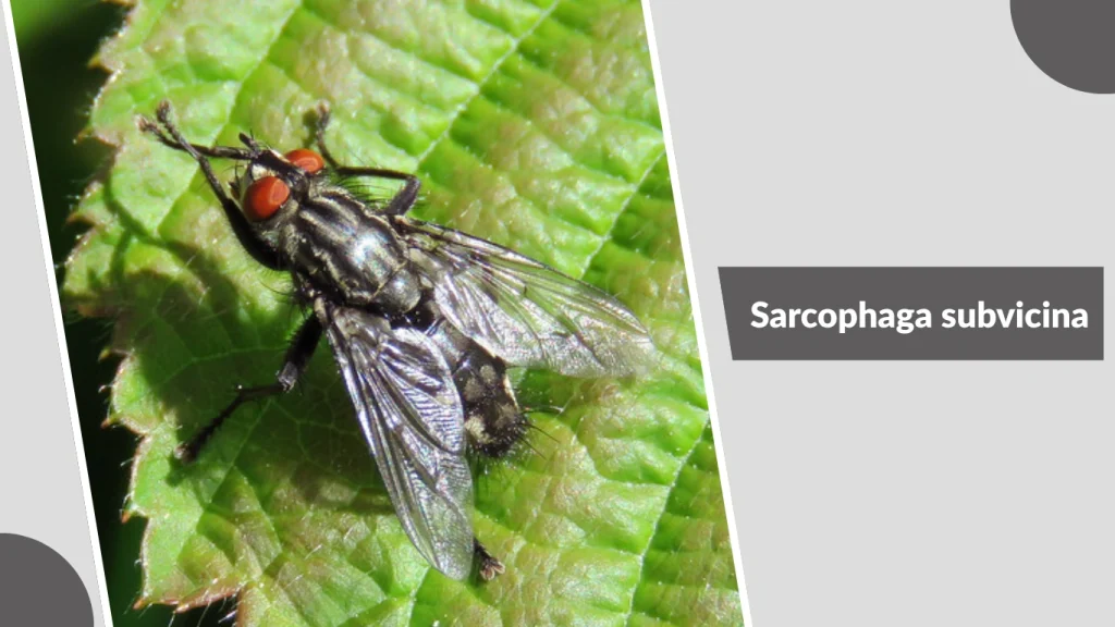 Sarcophaga subvicina