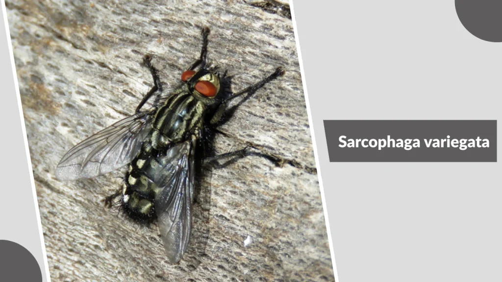 Sarcophaga variegata