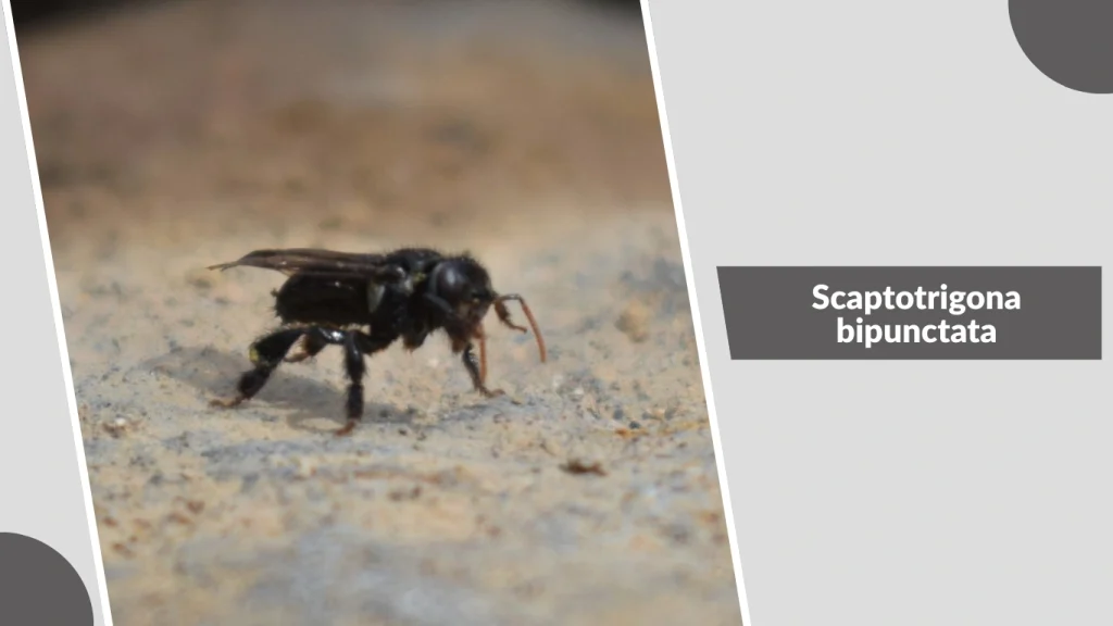 Scaptotrigona bipunctata