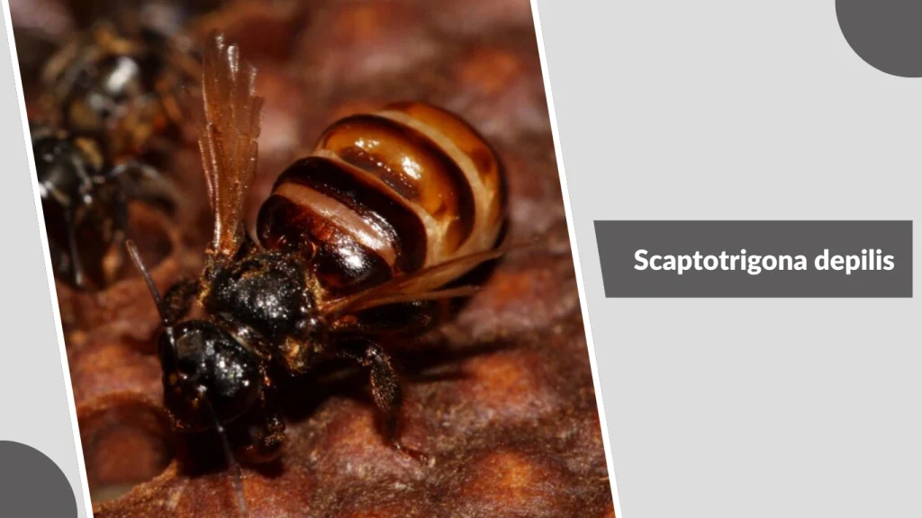 Scaptotrigona depilis