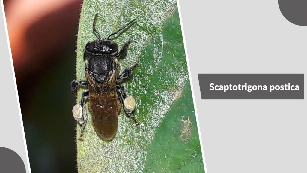 Scaptotrigona postica