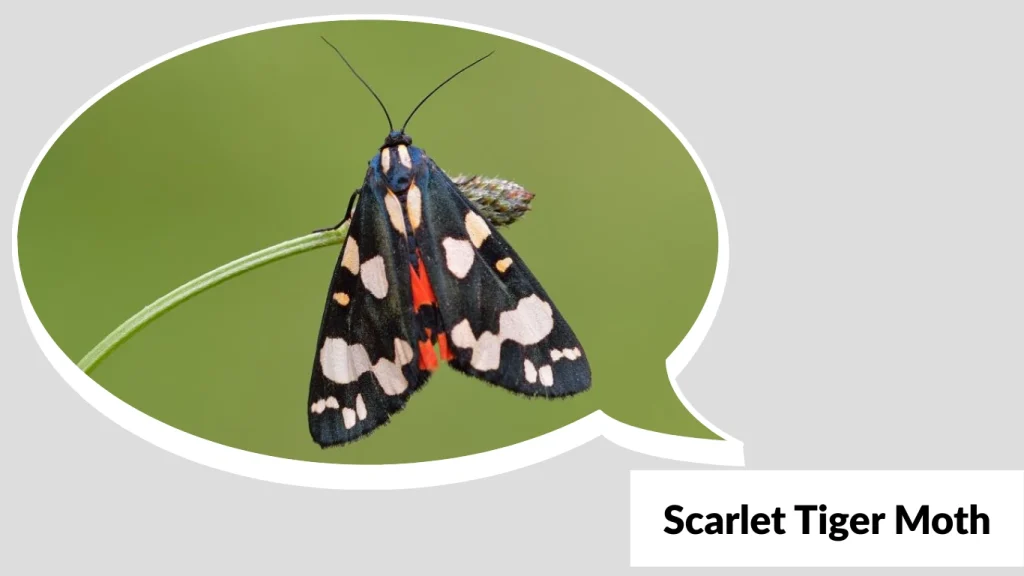 16 Types of Tiger Moths: Identification with Pictures