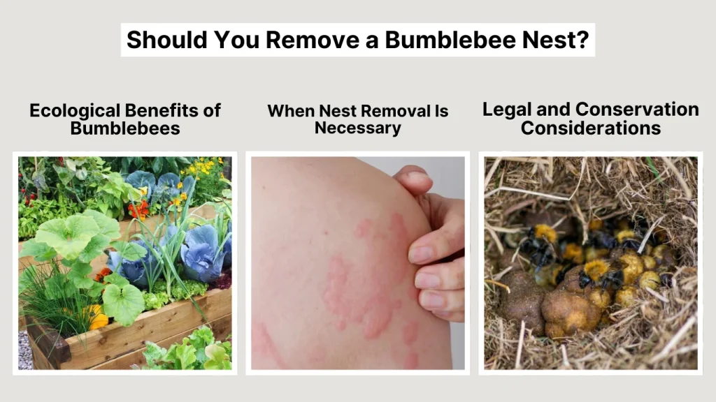Should You Remove a Bumblebee Nest