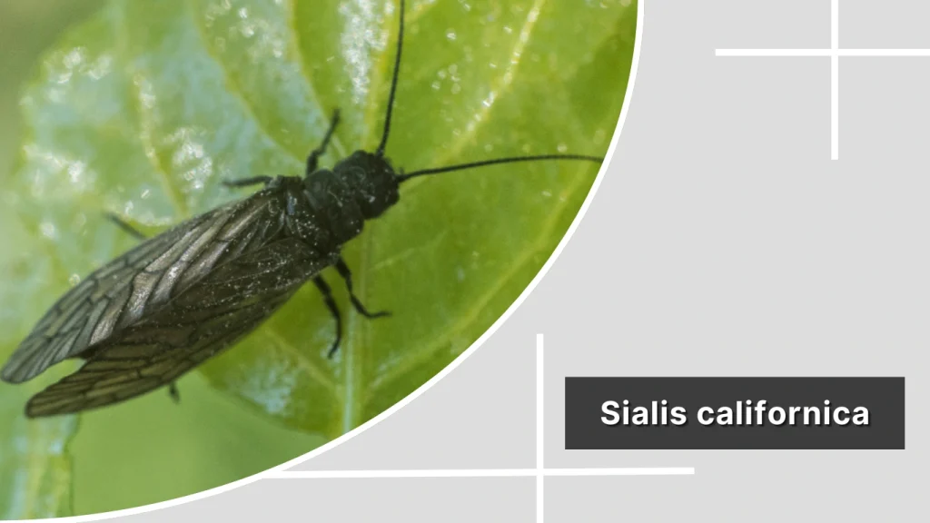 Sialis californica