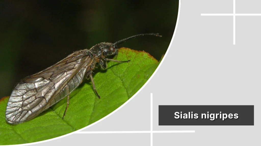 Sialis nigripes