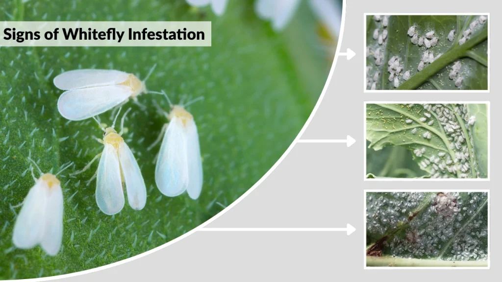 Signs of Whitefly Infestation