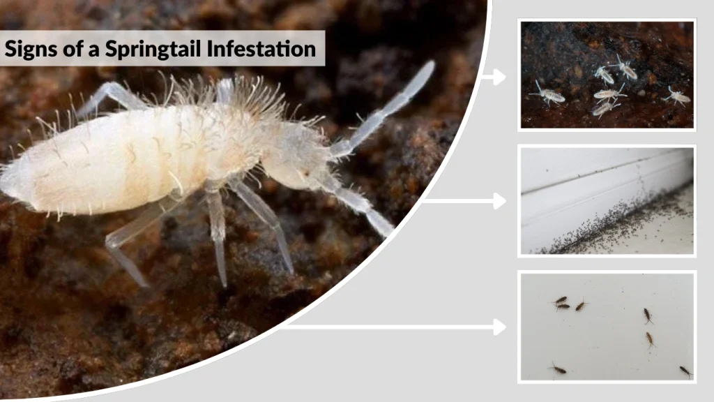 Signs of a Springtail Infestation