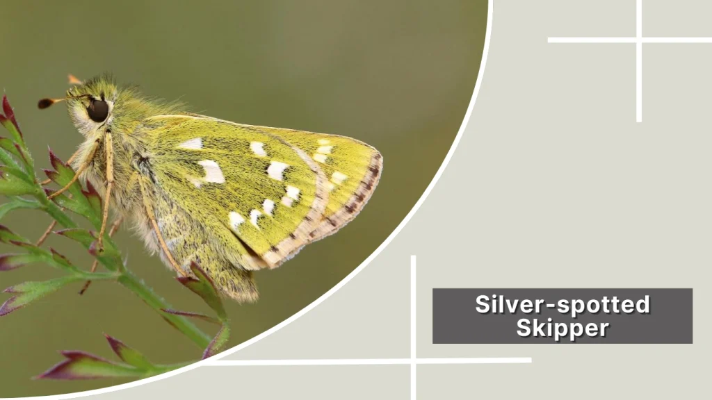 Silver-spotted Skipper