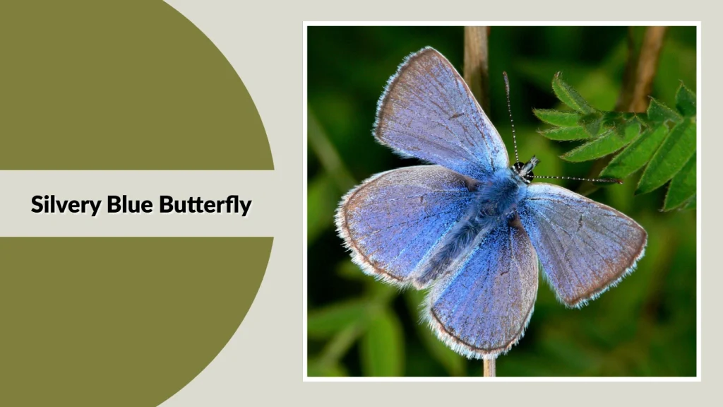 Silvery Blue Butterfly