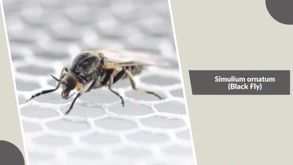 Simulium ornatum (Black Fly)