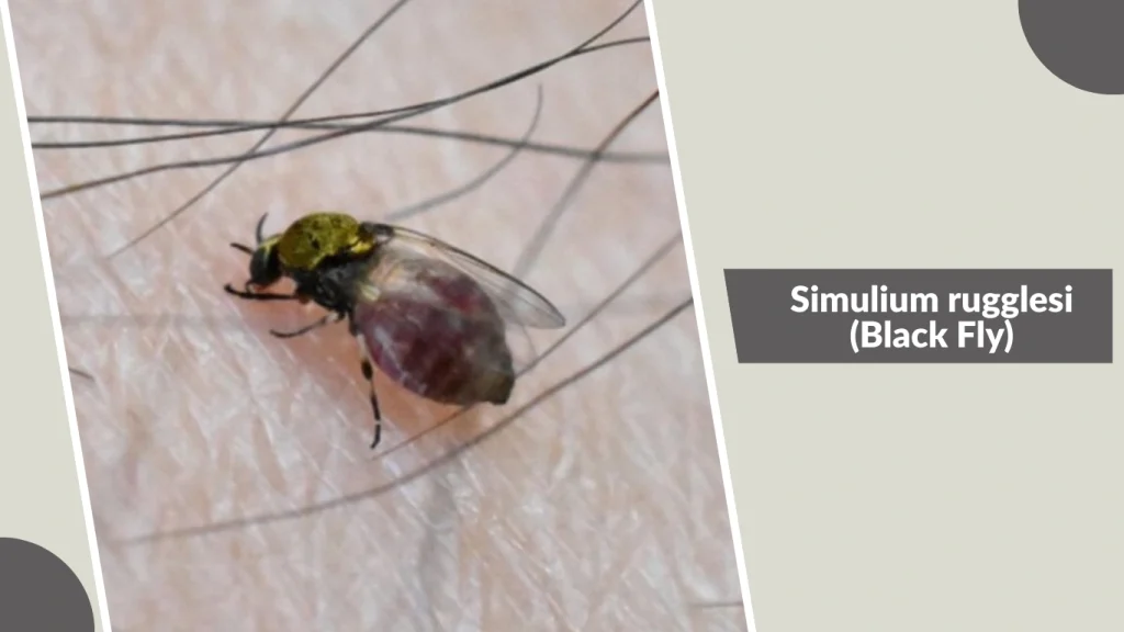 Simulium rugglesi (Black Fly)