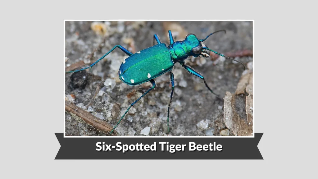 Six-Spotted Tiger Beetle