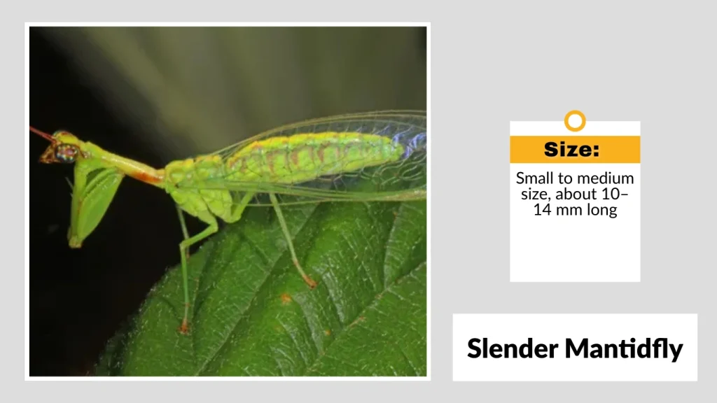 Slender Mantidfly
