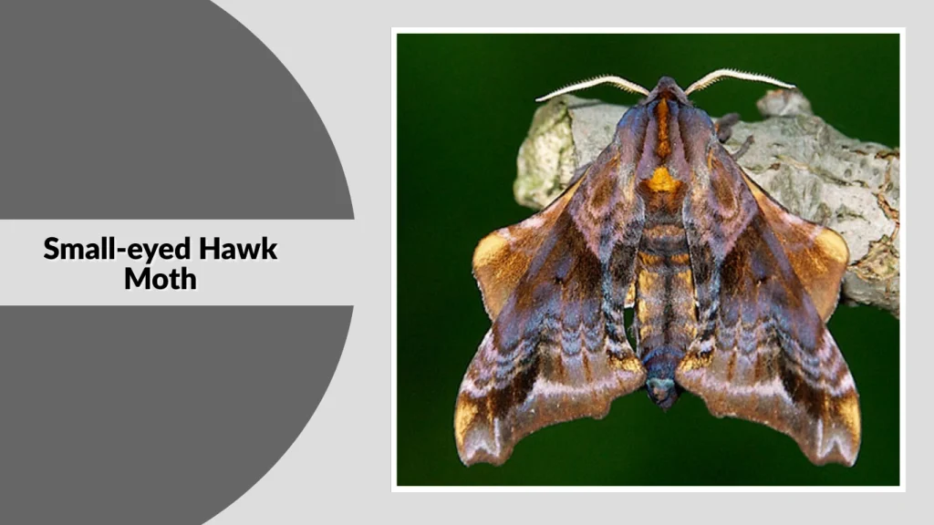 Small-eyed Hawk Moth
