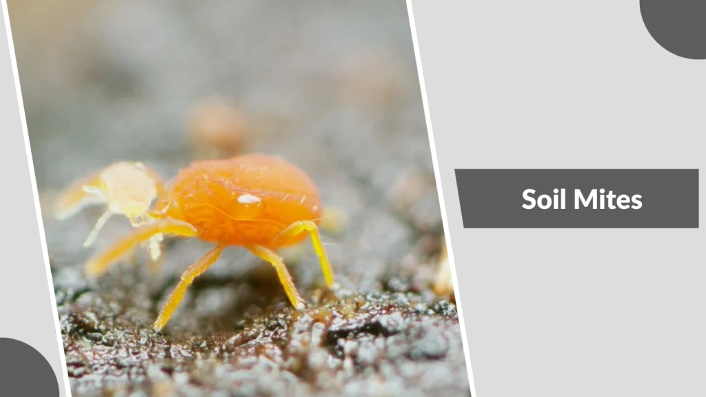 Soil Mites