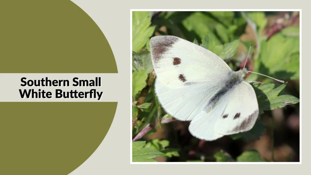 Southern Small White Butterfly