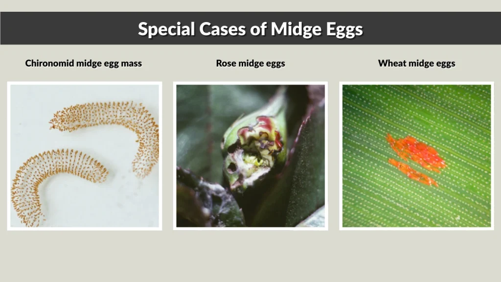 Special Cases of Midge Eggs