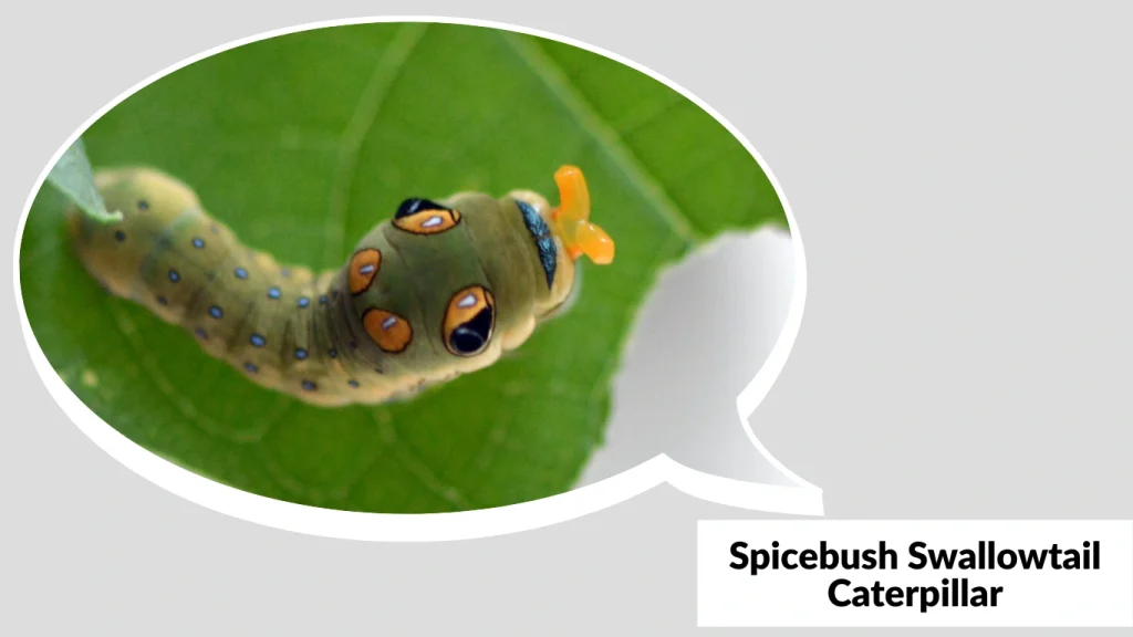 Spicebush Swallowtail Caterpillar
