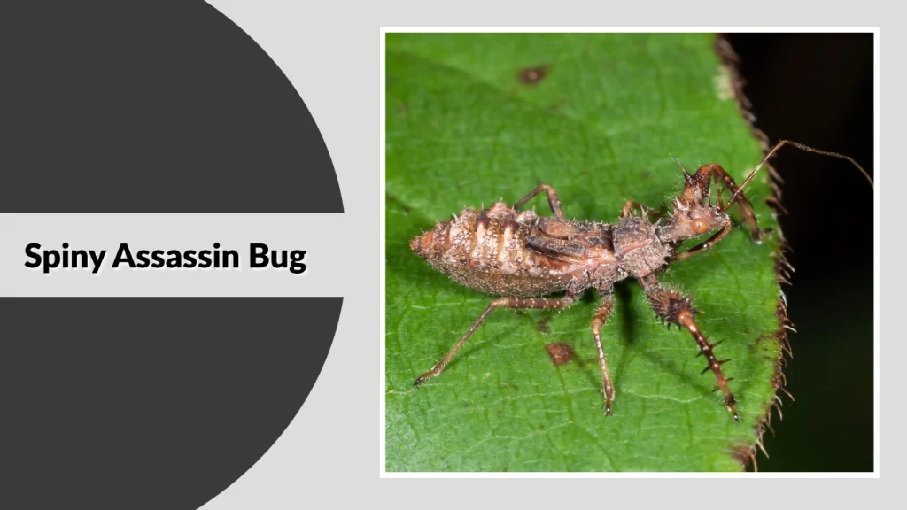 Spiny Assassin Bug