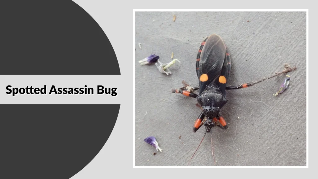 Spotted Assassin Bug