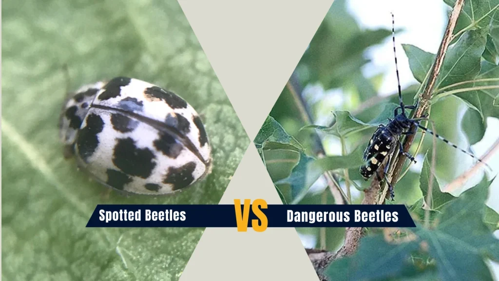 Spotted Beetles vs. Dangerous Beetles