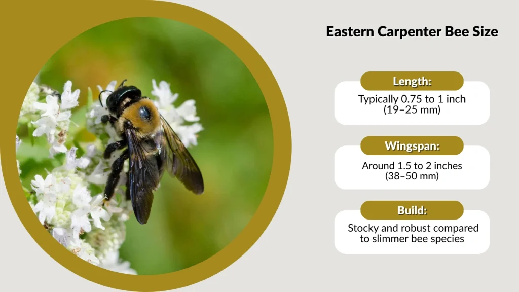  Stocky and robust compared to slimmer bee species