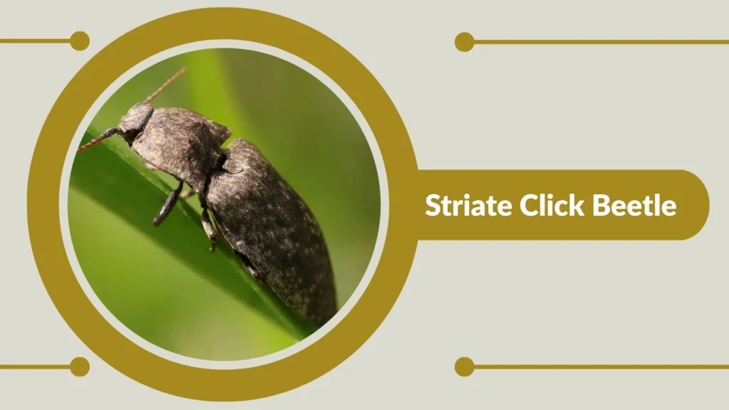 Striate Click Beetle
