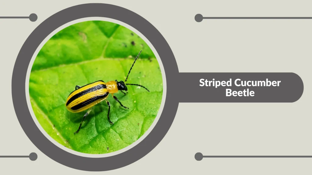 Striped Cucumber Beetle