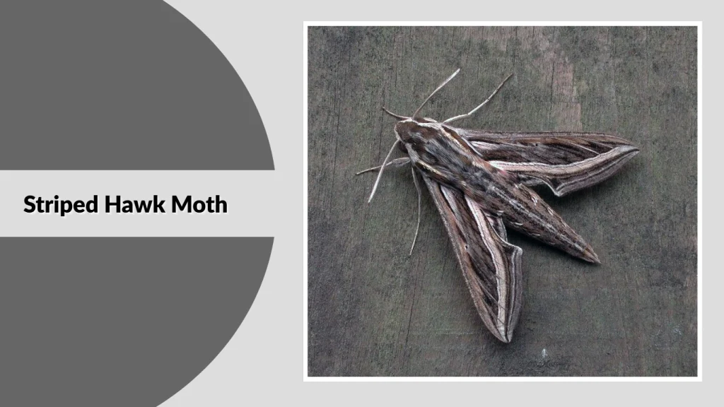 Striped Hawk Moth