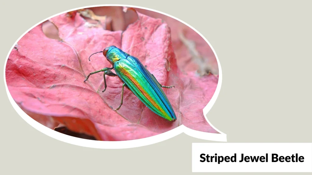 Striped Jewel Beetle