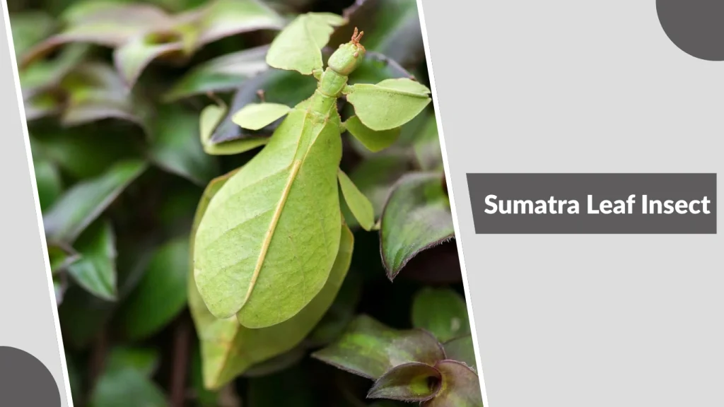 Sumatra Leaf Insect
