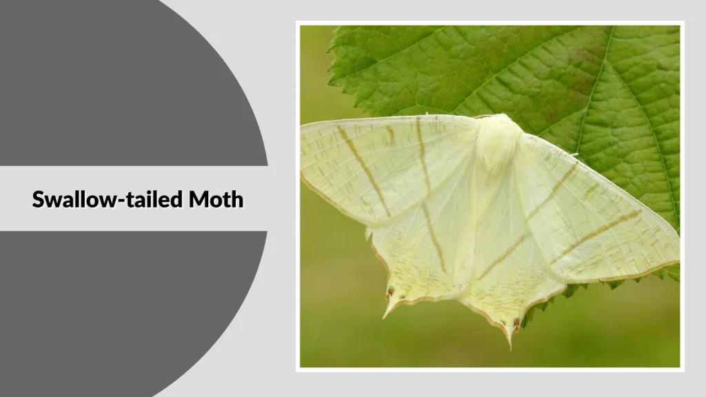 Swallow-tailed Moth