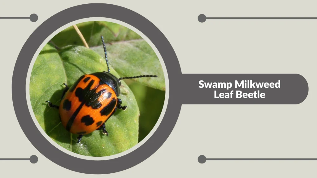 Swamp Milkweed Leaf Beetle