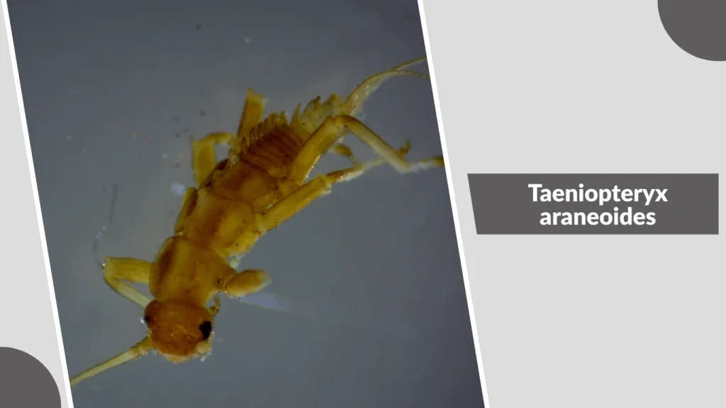 Taeniopteryx araneoides