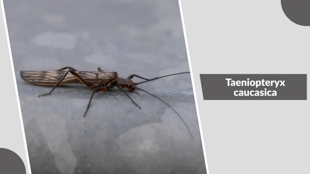 Taeniopteryx caucasica