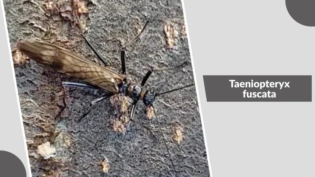 Taeniopteryx fuscata