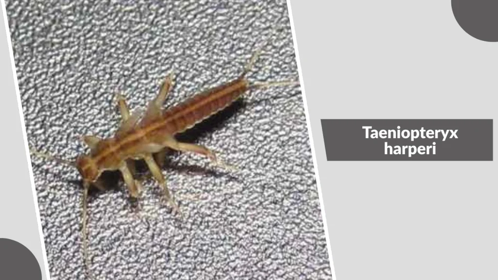 Taeniopteryx harperi