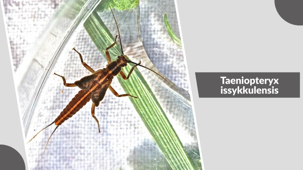 Taeniopteryx issykkulensis