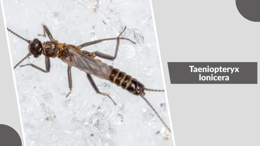 Taeniopteryx lonicera