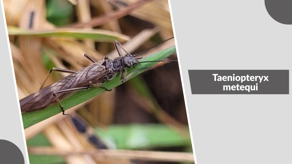 Taeniopteryx metequi