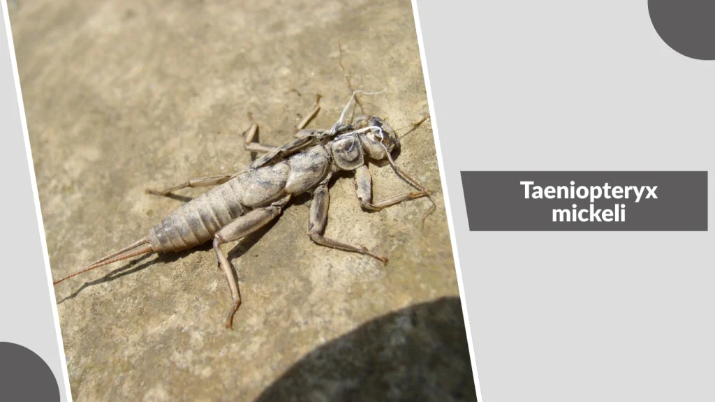 Taeniopteryx mickeli