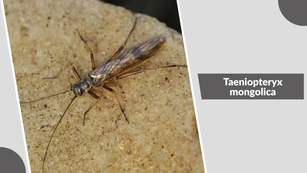 Taeniopteryx mongolica