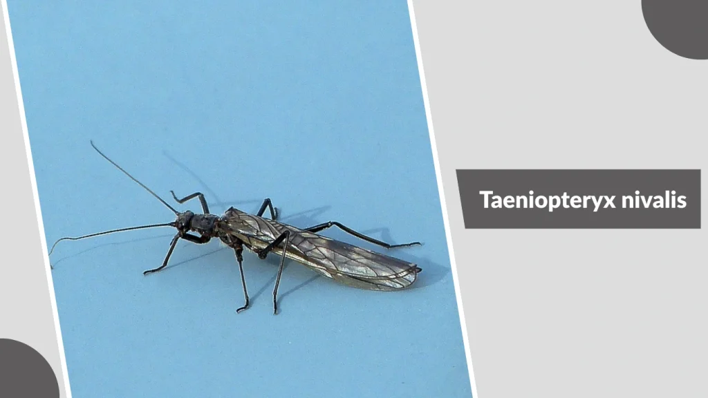 Taeniopteryx nivalis