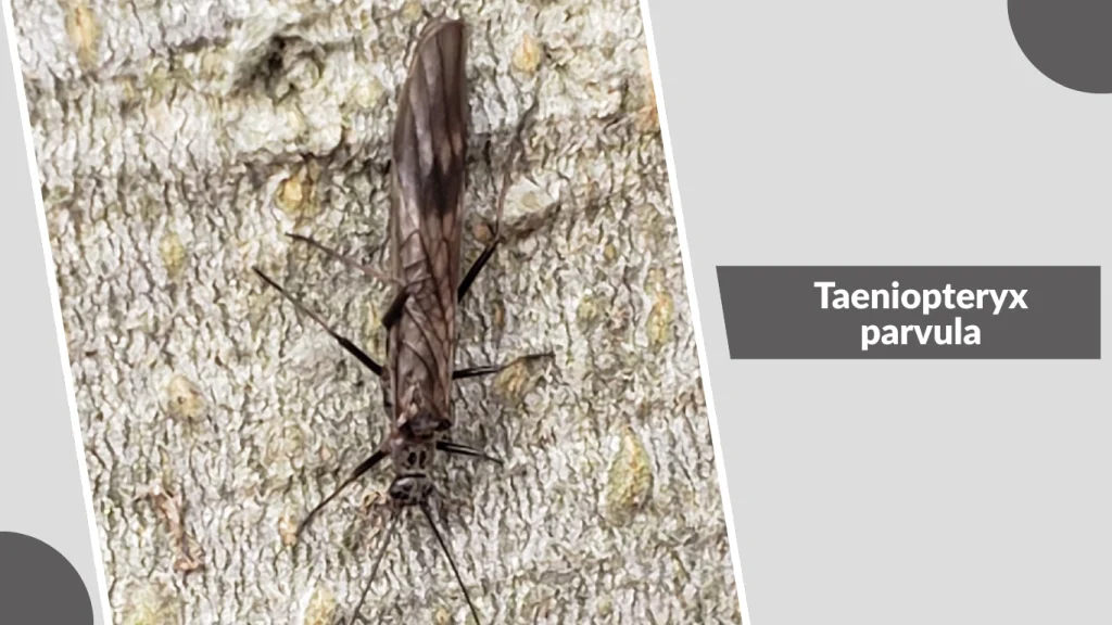 Taeniopteryx parvula