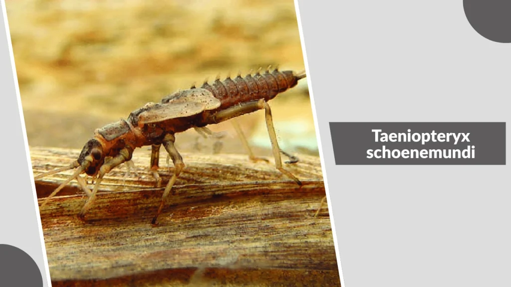 Taeniopteryx schoenemundi