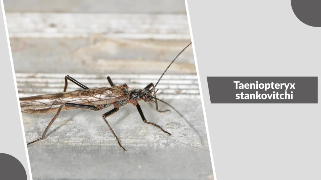 Taeniopteryx stankovitchi